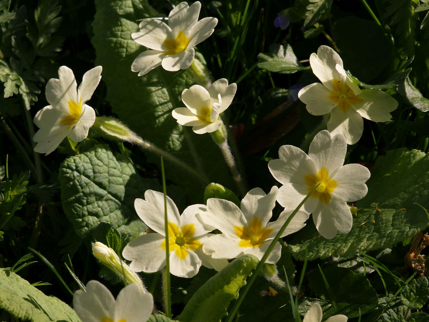 Primroses