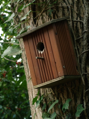 Nest Box