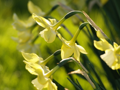 Narcissi