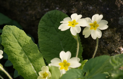 primroses