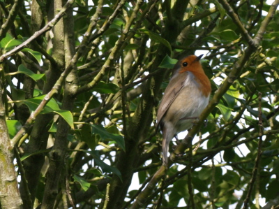Robin